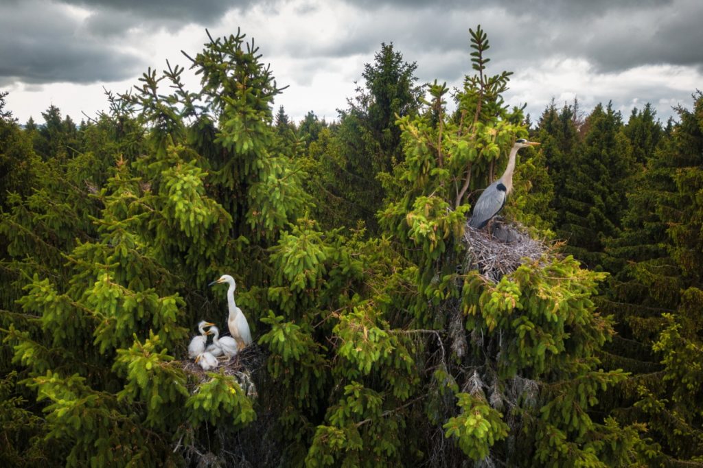 drone photo award 2020 en la categoria de vida salvaje