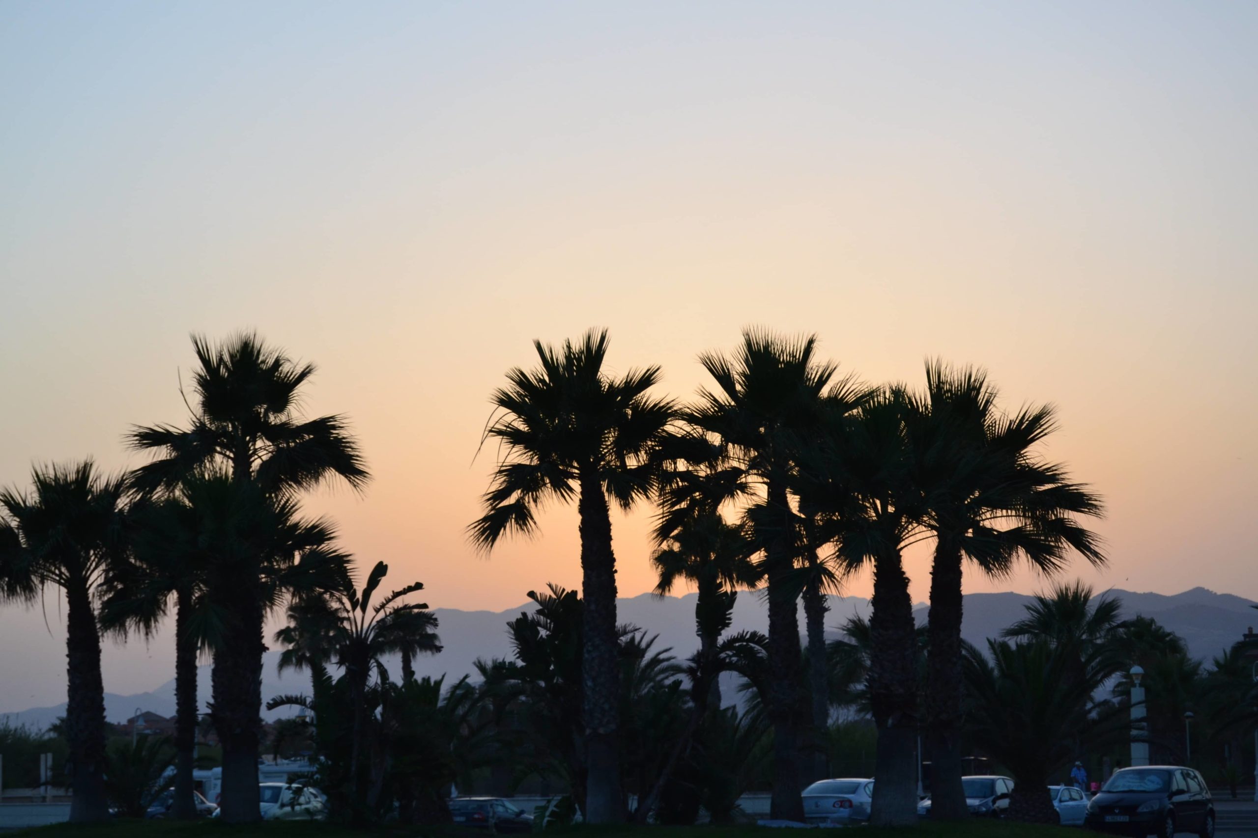 palmeras en la playa al atardecer